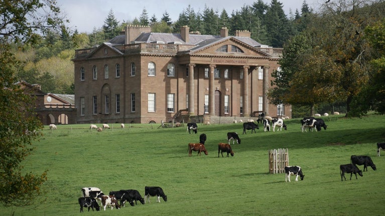 A view over the parkland towards the house at Berrington Hall, with cows grazing in the fields in front of the mansion.